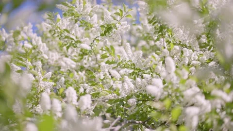Spring background with blossoming tree branches swaying in the wind. Blooming 库存影片 173453755