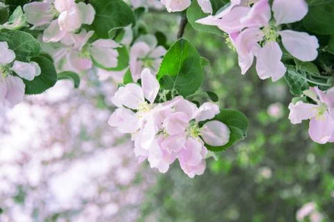 Spring background. Blossoming tree Stock Photos
