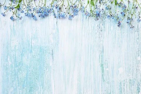 Spring background. Blue forget-me-nots flowers on pastel background. Copy space Stock Photos