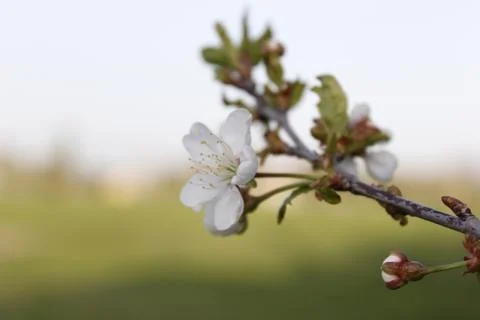Spring background. Blurred. Flowering Stock Photos
