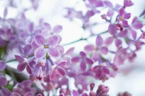 Spring background  with blurry twig in bloom . Flower blur. Stock Photos
