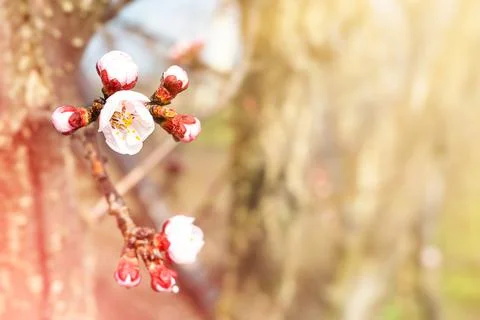 Spring background with branch of blossoming cherry Stock Photos