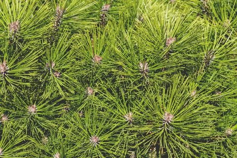 Spring background of bright fresh spruce branches Stock Photos