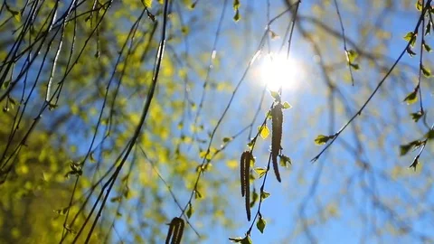Spring background, bright spring sunny day with a blue sky Stock Footage 74403596