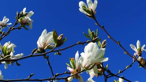 Spring background, bright spring sunny day with a blue sky Stock Footage 74403601