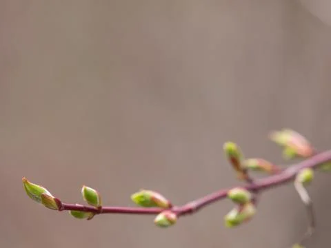 Spring background with buds Stock Photos