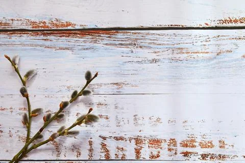 Spring background. Cat tree - flowering branches .Willow - Willow flowers - c Stock Photos