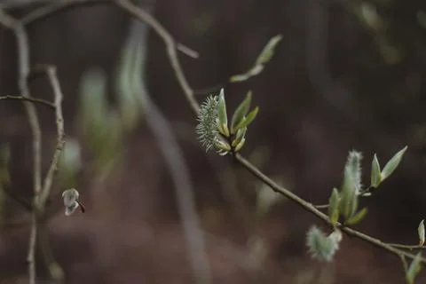 Spring background catkins on tree branches. Selective focus. Stock Photos