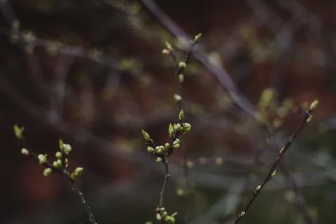 Spring background catkins on tree branches. Selective focus. Stock Photos