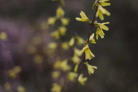 Spring background catkins on tree branches. Selective focus. Stock Photos