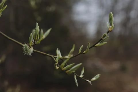 Spring background catkins on tree branches. Selective focus. Stock Photos
