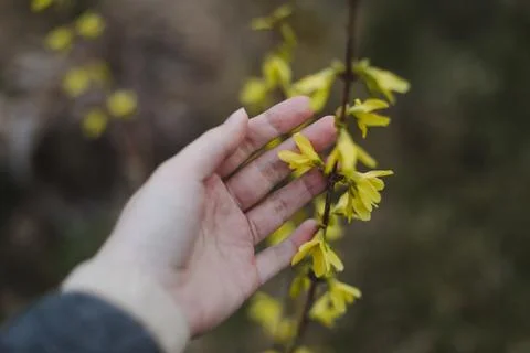 Spring background catkins on tree branches. Selective focus. Stock Photos