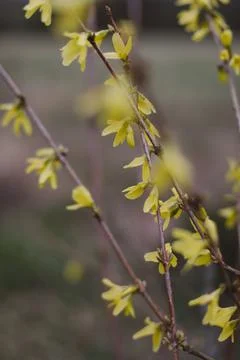 Spring background catkins on tree branches. Selective focus. Foto stock