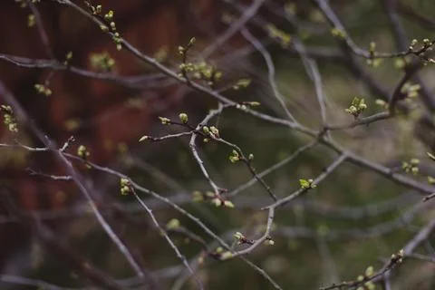 Spring background catkins on tree branches. Selective focus. Stock Photos