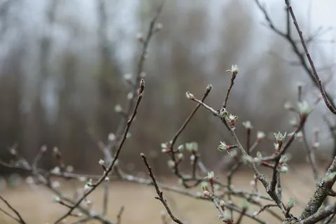 Spring background catkins on tree branches. Selective focus. Stock Photos
