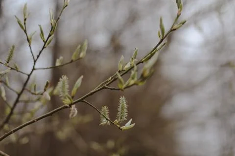 Spring background catkins on tree branches. Selective focus. Stock Photos