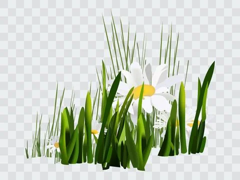 Spring background with chamomile flowers, green grass, blue sky. Stock Illustration