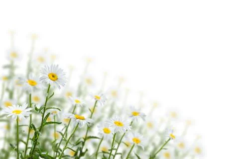 Spring Background with Chamomile Flowers Stock Photos