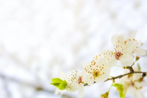 Spring background. Cherry blossom branch on blurred background, copy space. S Stock Photos