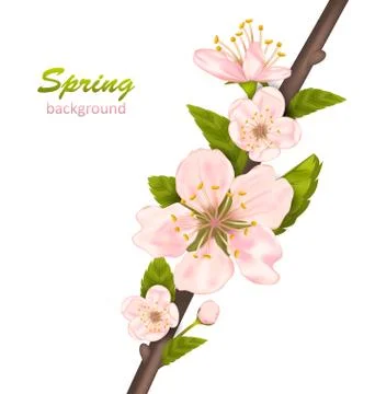 Spring Background with Cherry Blossom Stock Illustration
