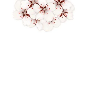 Spring Background with Cherry Blossom, Place for Text Stock Illustration