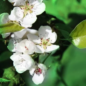 Spring background with cherry blossom trees Stock Photos