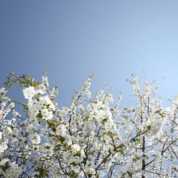 Spring background with cherry blossom trees Stock Photos