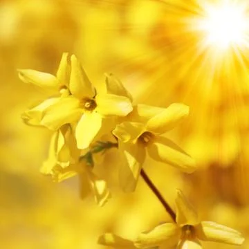 Spring background with cherry blossom trees Stock Photos