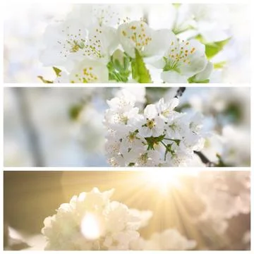Spring background with cherry blossom trees Stock Photos