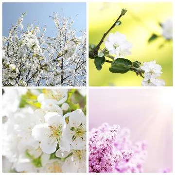 Spring background with cherry blossom trees Stock Photos