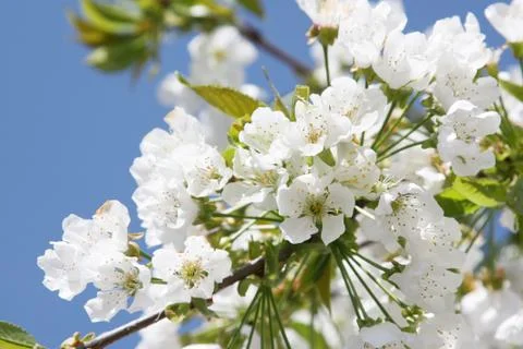 Spring background with cherry blossom trees Stock Photos