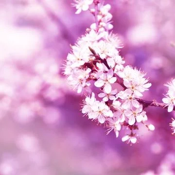 Spring background with cherry blossom trees Stock Photos