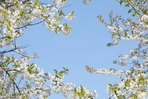 Spring background with cherry blossom trees Stock Photos