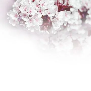 Spring background with cherry blossom trees Stock Photos