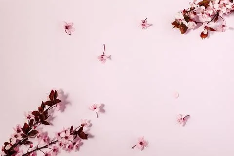 Spring background with cherry blossoms Stock Photos