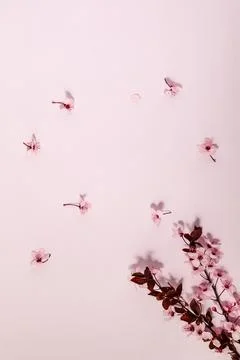 Spring background with cherry blossoms Stock Photos
