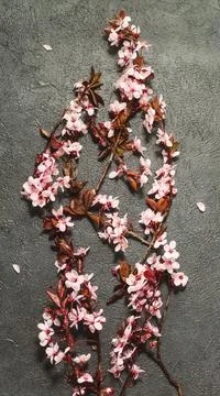 Spring background with cherry blossoms Stock Photos