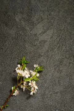 Spring background with cherry blossoms Stock Photos