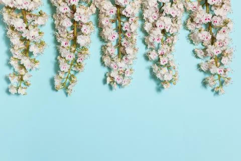 Spring background with chestnut flowers Stock Photos