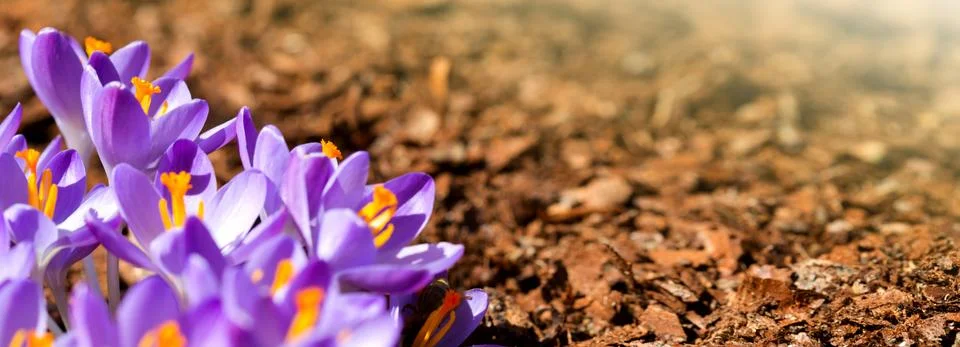 Spring background with close-up of a group of blooming purple crocus flowers . Stock Photos