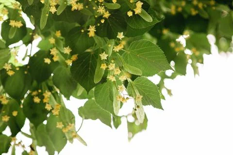 Spring background with closeup of Linden tree flowers Stock Photos