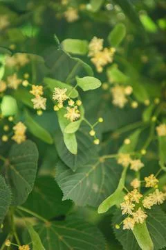 Spring background with closeup of Linden tree flowers Stock Photos