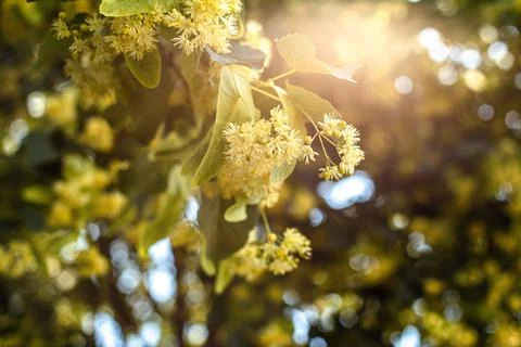 Spring background with closeup of Linden tree flowers Stock Photos