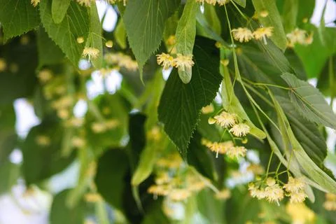 Spring background with closeup of Linden tree flowers Stock Photos
