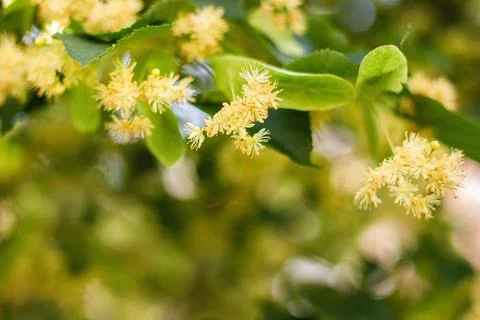 Spring background with closeup of Linden tree flowers Stock Photos