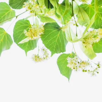 Spring background with closeup of Linden tree flowers Stock Photos