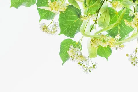 Spring background with closeup of Linden tree flowers Stock Photos