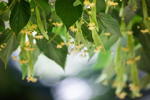 Spring background with closeup of Linden tree flowers Stock Photos
