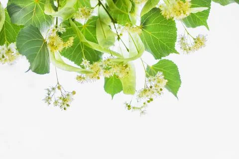 Spring background with closeup of Linden tree flowers Stock Photos