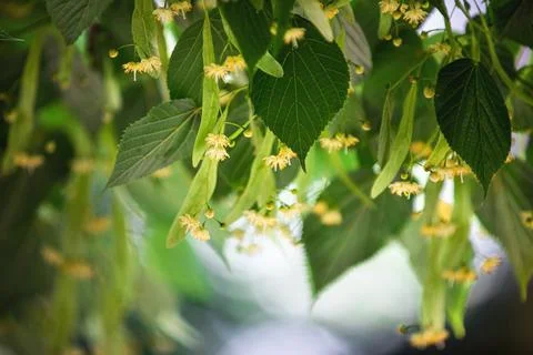 Spring background with closeup of Linden tree flowers Stock Photos